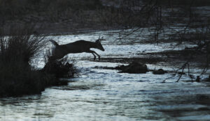 COLUMN: What to know about deer and EHD